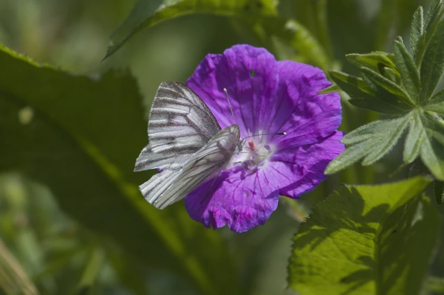 Pieris bryoniae - hegyi fehérlepke