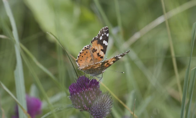 Vanessa cardui - bogáncslepke