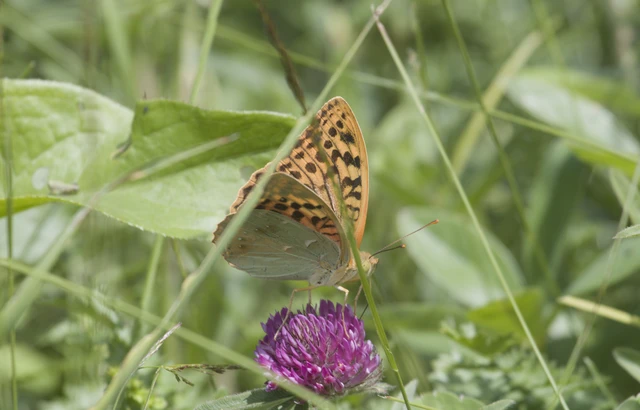 Argynnis pandora - zöldes gyöngyházlepke