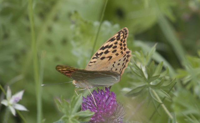Argynnis pandora - zöldes gyöngyházlepke