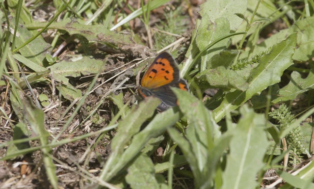 Lycaena phlaeas - közönséges tűzlepke Lycaena phlaeas - közönséges tűzlepke