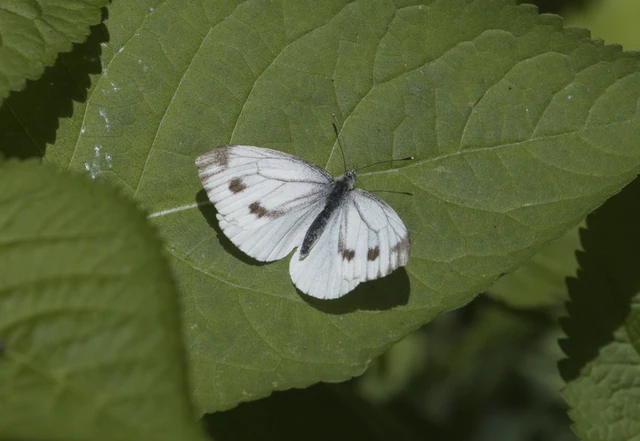 Pieris napi - repcelepke