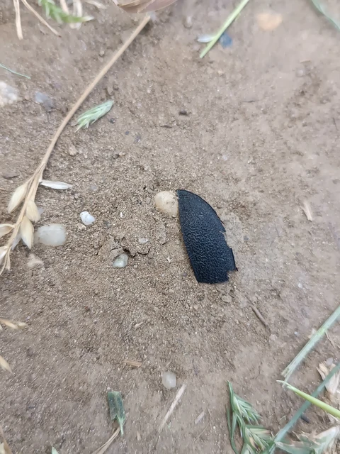 Carabus coriaceus - bőrfutrinka Carabus coriaceus - bőrfutrinka