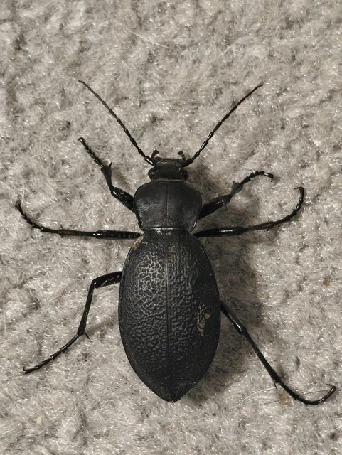 Carabus coriaceus - bőrfutrinka Carabus coriaceus - bőrfutrinka