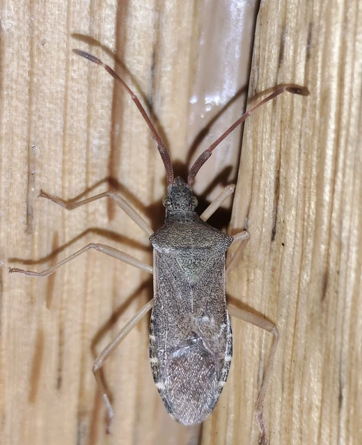 Gonocerus acuteangulatus - aranypetés karimáspoloska