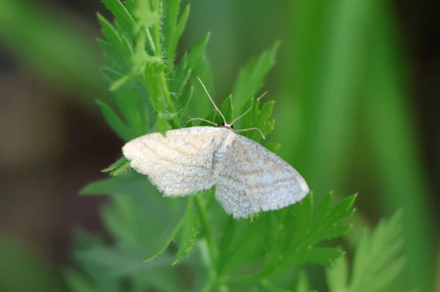 Scopula virgulata - vesszős sávosaraszoló