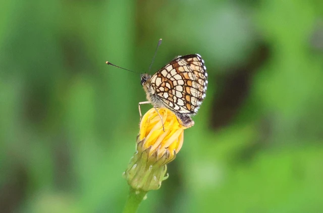 Melitaea athalia - közönséges tarkalepke