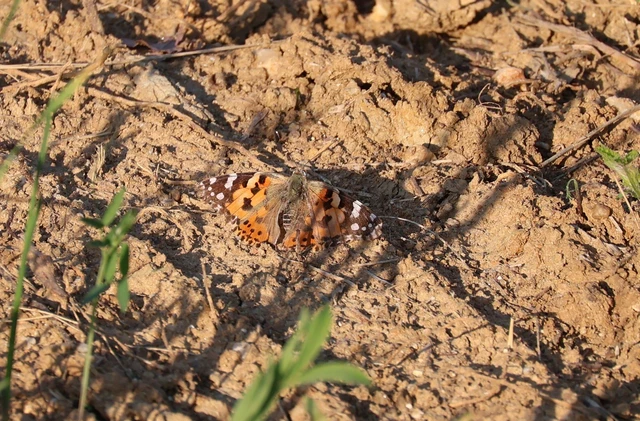 Vanessa cardui - bogáncslepke