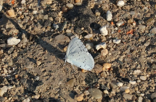 Celastrina argiolus - bengeboglárka