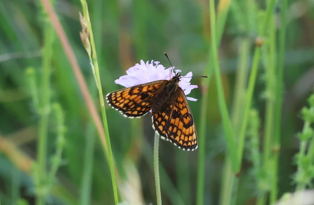 Melitaea athalia - közönséges tarkalepke
