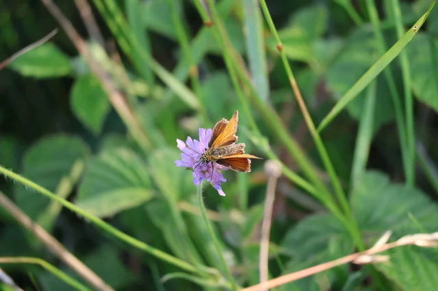 Thymelicus sylvestris - barna busalepke