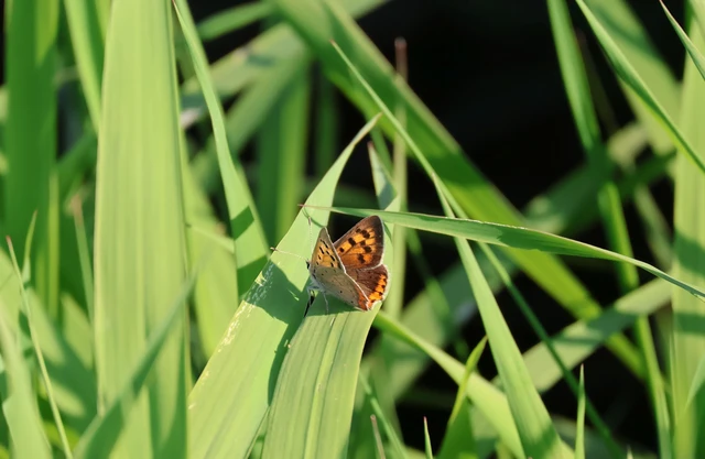 Lycaena phlaeas - közönséges tűzlepke Lycaena phlaeas - közönséges tűzlepke
