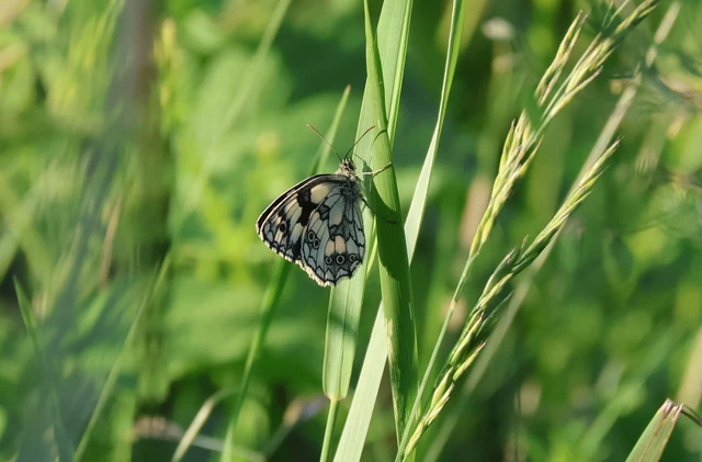 Melanargia galathea - sakktáblalepke