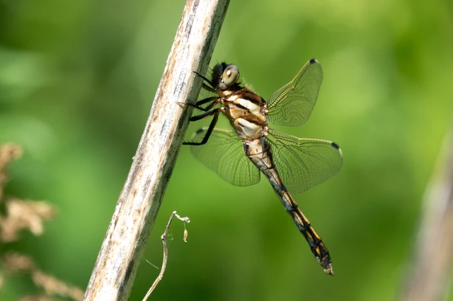 Orthetrum albistylum - fehérfarkú pásztorszitakötő