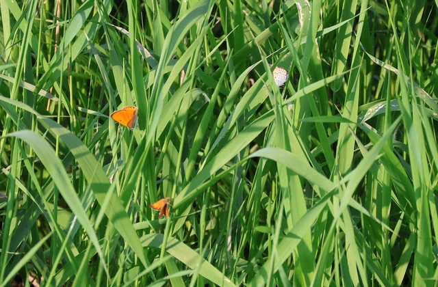 Lycaena dispar rutilus - nagy tűzlepke