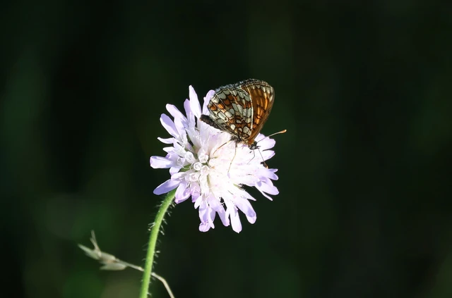 Melitaea athalia - közönséges tarkalepke