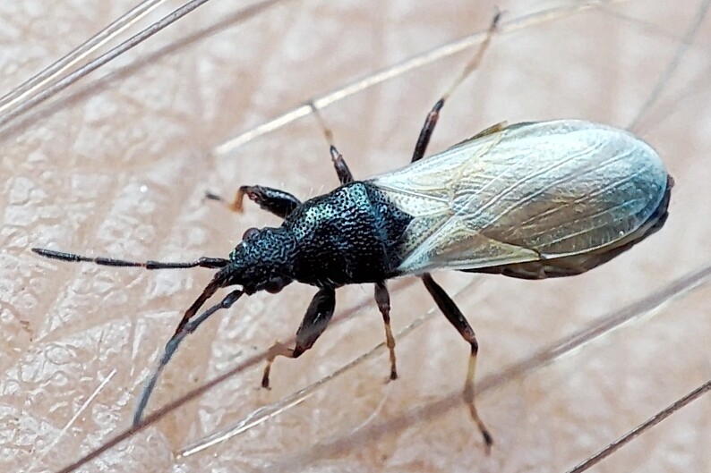 Brachyplax tenuis