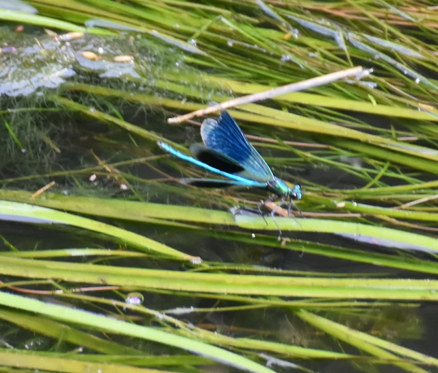 Calopteryx splendens - sávos szitakötő