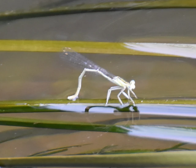 Platycnemis pennipes - széleslábú szitakötő