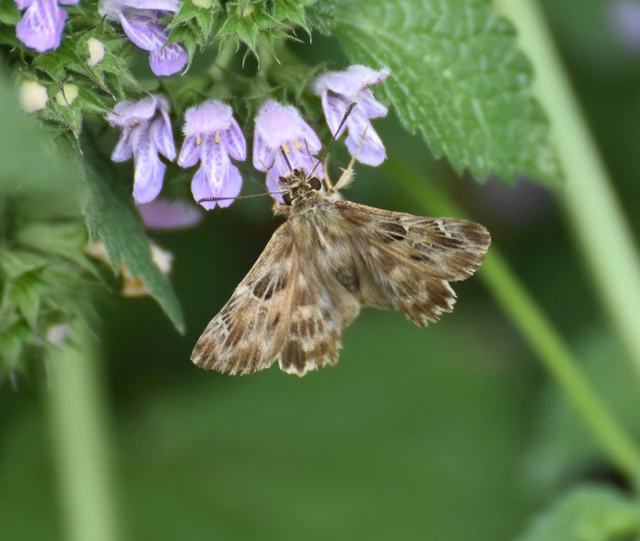 Carcharodus alceae - mályva-busalepke