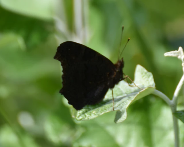 Nymphalis io - nappali pávaszem