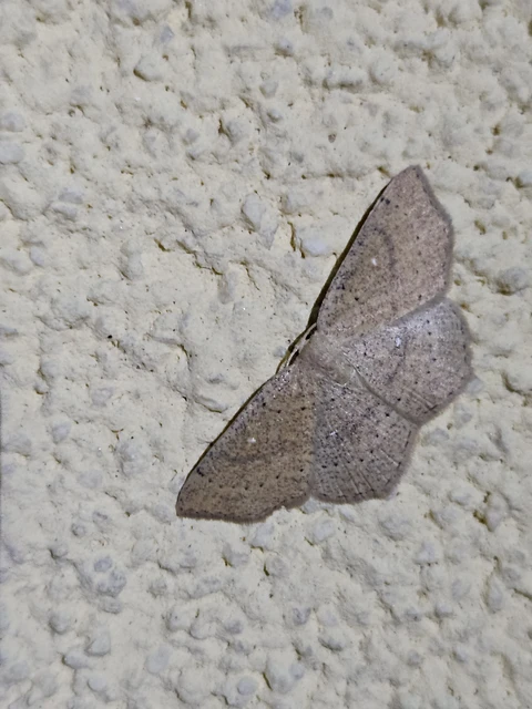 Cyclophora ruficiliaria - vörösrojtú pettyesaraszoló