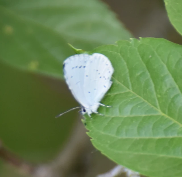 Celastrina argiolus - bengeboglárka