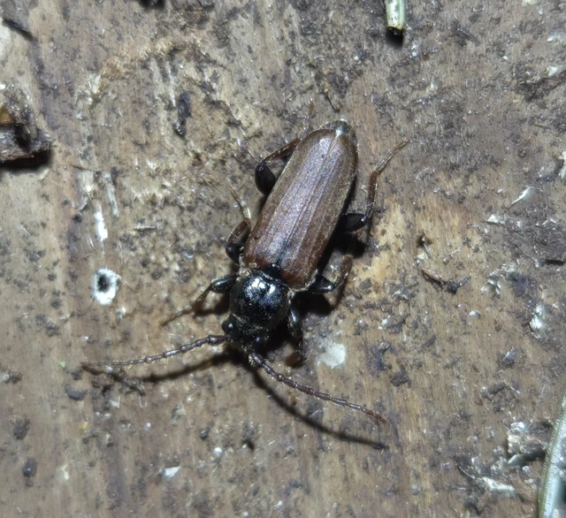 Tetropium