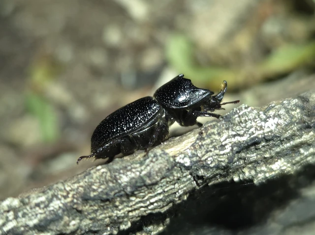 Sinodendron cylindricum - tülkös szarvasbogár