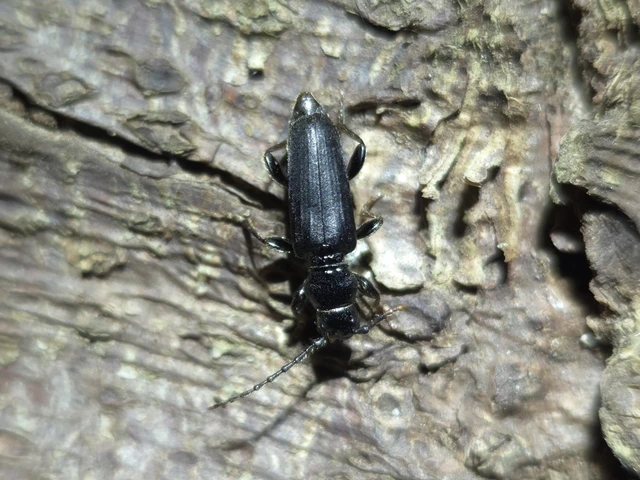 Tetropium