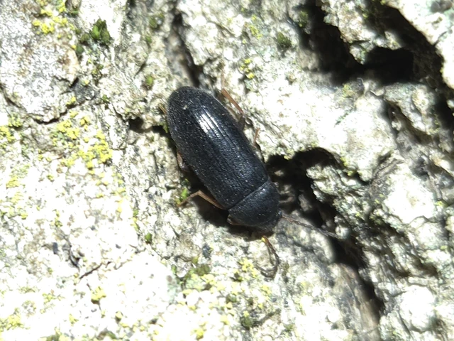 Mycetochara