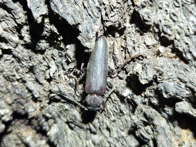 Arhopalus rusticus - gödrösnyakú cincér