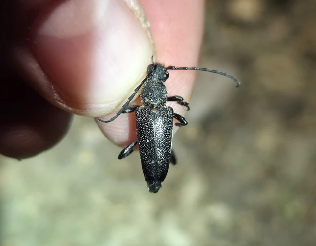 Stictoleptura scutellata - hegyi virágcincér