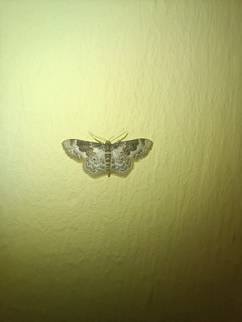 Idaea rusticata - tarka apróaraszoló