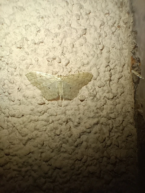 Idaea fuscovenosa - szürkeszélű apróaraszoló