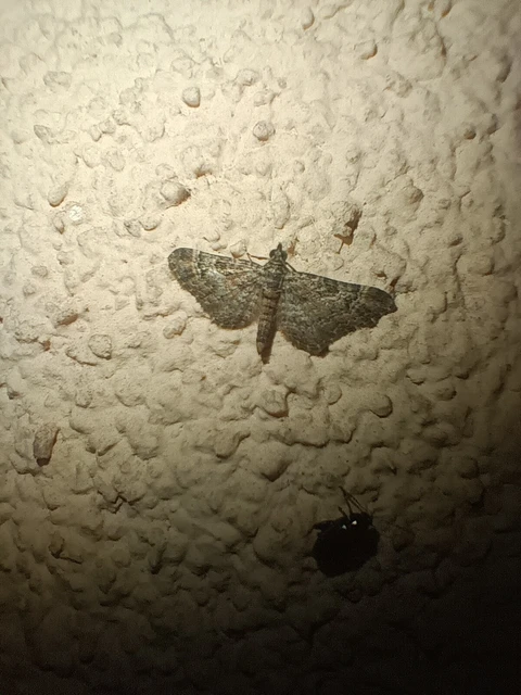 Gymnoscelis rufifasciata - vöröscsíkos törpearaszoló