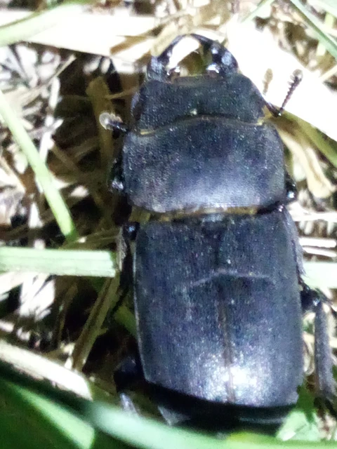 Dorcus parallelipipedus - kis szarvasbogár
