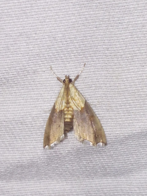 Agrotera nemoralis - ligeti tűzmoly