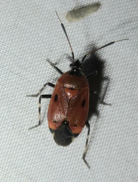Deraeocoris