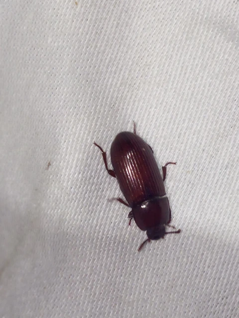 Uloma
