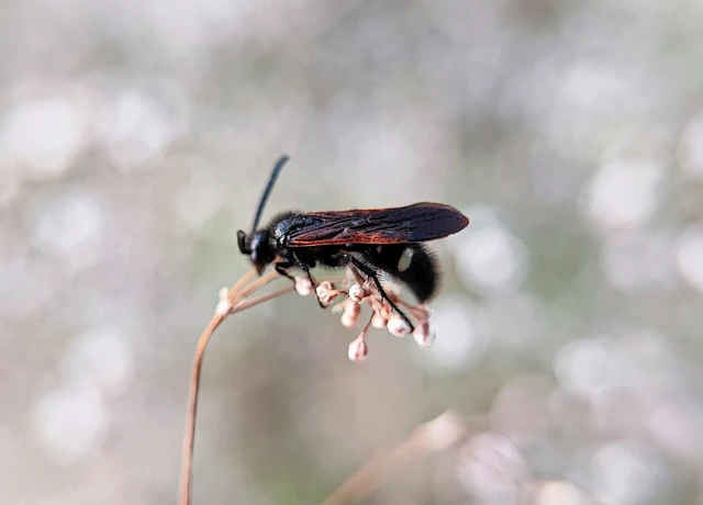 Scolia sexmaculata - négyfoltos tőrösdarázs