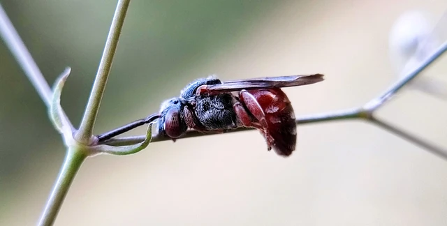 Hymenoptera - Hártyásszárnyúak