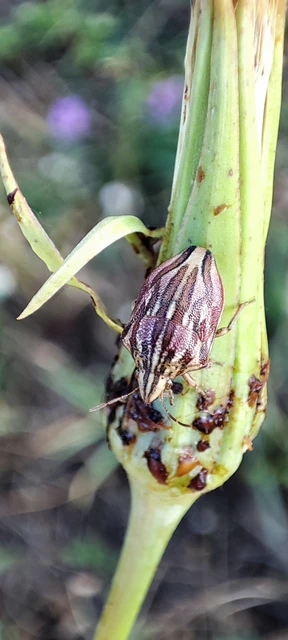 Odontotarsus purpureolineatus - tarka pajzsospoloska Odontotarsus purpureolineatus - tarka pajzsospoloska