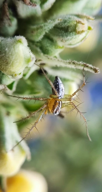 Araneae - Pókok
