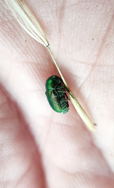 Cryptocephalus