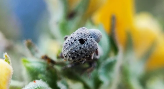 Cionus thapsus - kis ökörfarkkóró-gömbormányos
