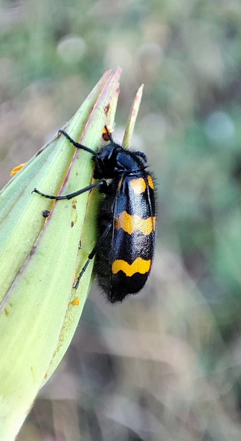 Mylabris variabilis - szalagos hólyaghúzó