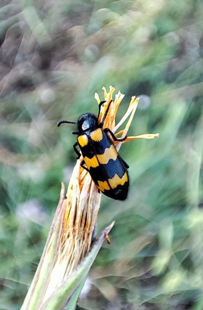 Mylabris variabilis - szalagos hólyaghúzó