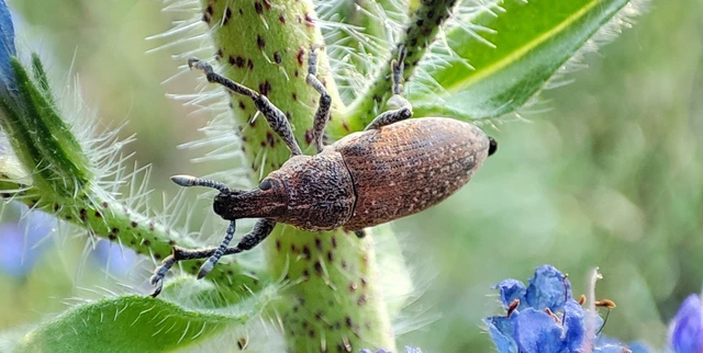 Rhabdorrhynchus echii - kígyósziszbarkó