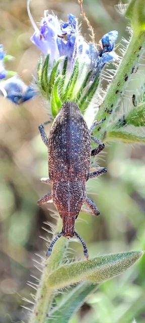Rhabdorrhynchus echii - kígyósziszbarkó